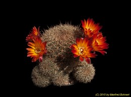 Sulcorebutia steinbachii v. hoffmannii WR254 2119